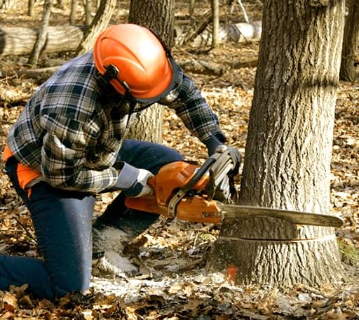 Tree Removal in Saint Lucas, IA